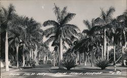 Royal Palm Way Palm Beach, FL Postcard Postcard Postcard