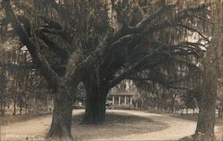 Garnett's Orange Grove Postcard