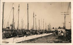 Sponge Boats Tarpon Springs, FL Postcard Postcard Postcard