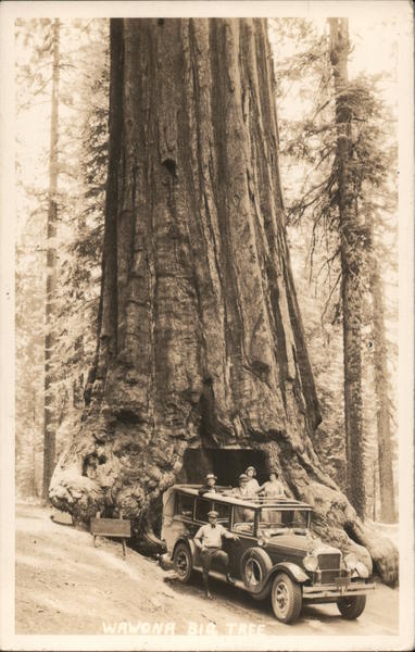 Drive through giant sequoia or redwood, group poses in touring car Yosemite Valley California