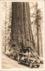 Drive through giant sequoia or redwood, group poses in touring car Postcard