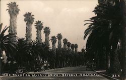 Palms on Beverly Drive Beverly Hills, CA Postcard Postcard Postcard