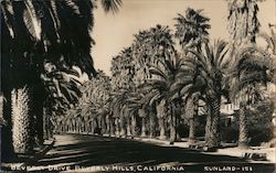 Beverly Drive Postcard