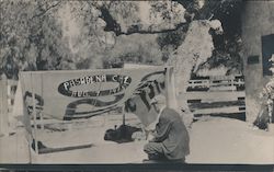 Baby Ostrich - Cawston Ostrich Farm Postcard