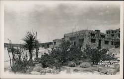 Cactus Garden, Carlsbad Caverns Postcard