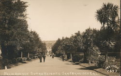 Palm Avenue Sutro Heights Postcard