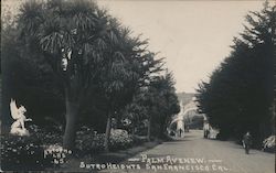 Palm Avenew, Sutro Heights Postcard