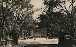 The Mall, Central Park Postcard