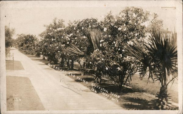 Oleander and Palms Galveston Texas Trube Photo