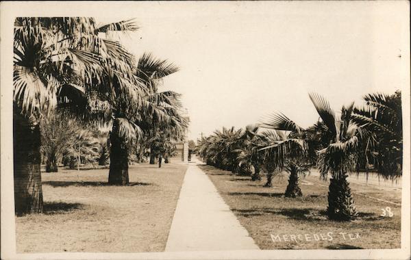 Palm Lined Sidewalk in Mercedes Texas
