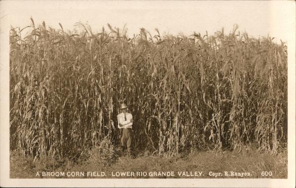A Broom Corn Field Lower Rio Grande Valley Man In Corn Field Texas