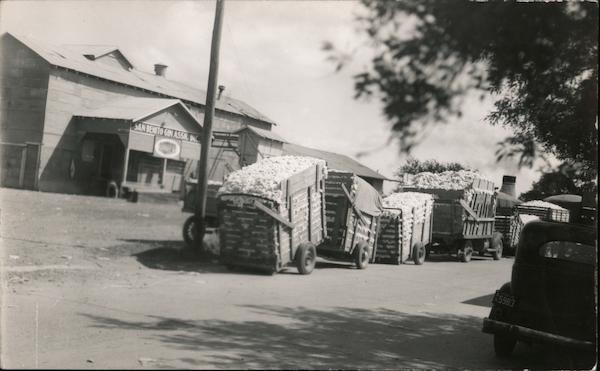 Wagons Loaded with Cotton - San Benito Gin Association Texas