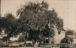 Brunson Oak Columbus, TX Postcard Postcard Postcard