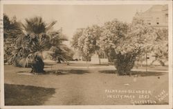 Palms and Oleander in City Park Postcard