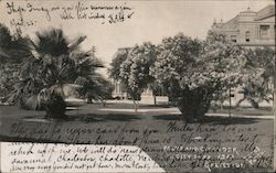 Palms and Oleander in City Park Postcard