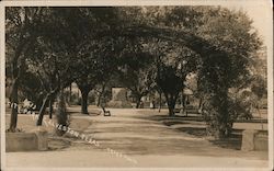 City Park Galveston, TX Trube Photo Postcard Postcard 