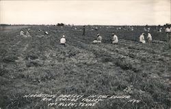 Harvesting Parsley McAllen, TX Postcard Postcard Postcard