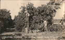 Harvesting Oranges Rio Grande Valley Postcard