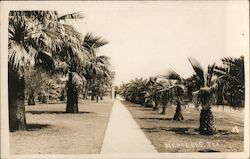 Palm Lined Sidewalk in Mercedes Postcard