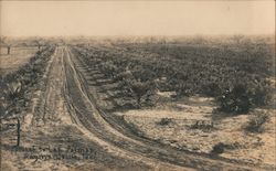 Approach to Las Palmas - Palm Nursery Postcard
