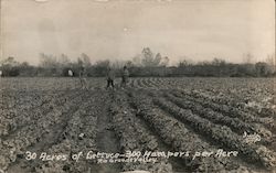 30 Acres of Lettuce, 300 Hampers per Hectare Postcard