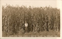 A Broom Corn Field Lower Rio Grande Valley Man In Corn Field Postcard