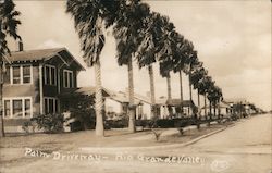 Palm Driveway, Craftsman style house Postcard