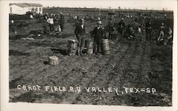 Carrot Field Postcard