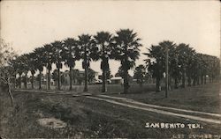 Palm Trees Postcard