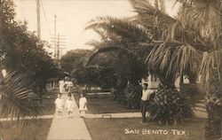 Palm Lined Walk Postcard