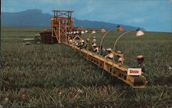 Harvesting Dole Pineapple Postcard