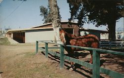 Race Horse Stables, Sonoma County Fairgrounds Postcard