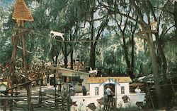 Tommy Bartlett's Deer Ranch, playful goats cavort Silver Springs, FL Postcard Postcard Postcard