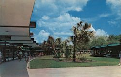 Florida's Silver Springs, Home of the World-Famous Glass Bottom Boats Postcard Postcard Postcard