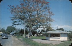 The Famous Kapok Tree Postcard