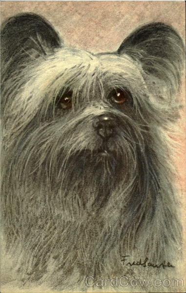 Skye Terrier Dogs