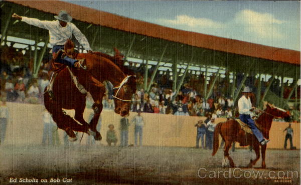 Ed Scholtz On Bob Cat Rodeos