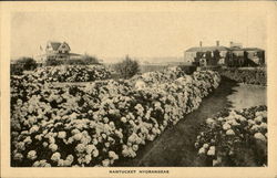 Nantucket Hydrangeas Postcard