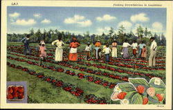 Picking Strawberries In Louisiana Postcard