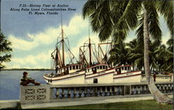 Shrimp Fleet At Anchor Fort Myers, FL Postcard Postcard