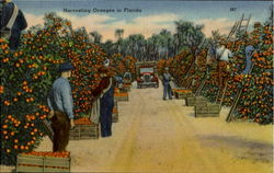 Harvesting Oranges In Florida Postcard