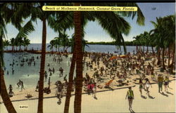 Beach At Matheson Hammock Postcard