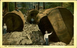 Some Big Timbers Ready For The Saw Mills Postcard