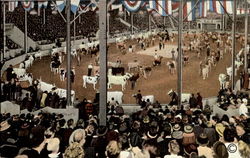 Parade Of Champion Cattle In Hippodrome Waterloo, IA Postcard Postcard
