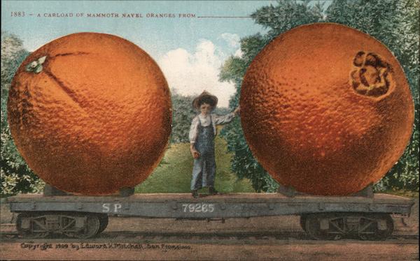 A Carload of Mammoth Naval Oranges Exaggeration