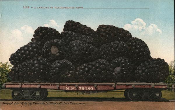 A Carload Of Blackberries Exaggeration