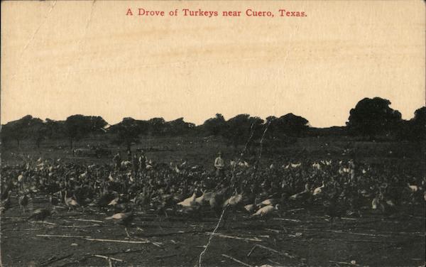 A Drove of Turkeys Cuero Texas