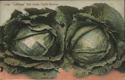 Cabbage that made Clyde Famous Postcard