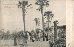 Palmettos, Smith's Island Postcard