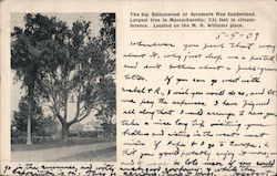 Buttonball Sycamore Tree Postcard